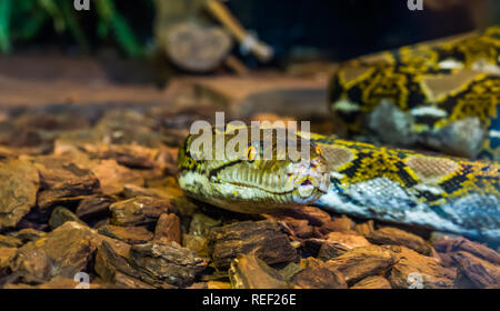 Netzpython Kopf in Nahaufnahme, schöne Schlange Gesicht mit gelben Augen, braunen und gelben Schlange, beliebte Reptil aus Asien Stockfoto