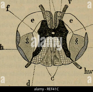 . Eine compend der menschlichen Physiologie; speziell für den Einsatz von medizinischen Studenten angepasst. Physiologie. Rückenmark. 173 Eine ähnelt der Buchstabe H. jedes Crescent präsentiert einen vorderen und einen hinteren Horn. Das Zentrum der Commissure präsentiert einen Kanal, die von der vierten Ventrikel abwärts zum Filum terminale. Die vordere Horn ist kurz und breit und nicht auf die Fläche erweitern. Den hinteren Horn ist schmal und länglich und reicht durchaus an die Oberfläche. Es ist bedeckt und von der substantia gelatinosa gedeckelt. Die graue Substanz besteht primär aus einem Rahmen aus feinem Bindegewebe, Stockfoto