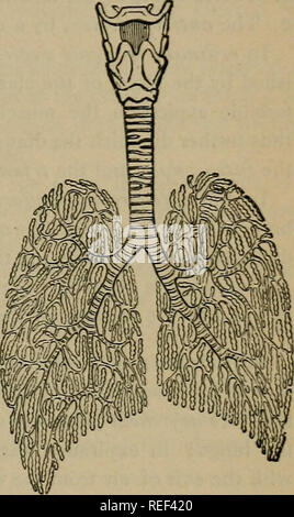 . Eine compend der menschlichen Physiologie; speziell für den Einsatz von medizinischen Studenten angepasst. Physiologie. Die Atmung. 137 verfeindeten durch den Druck der Luft in der Luft - Passagen. Dieses Kon-dition der Dinge weiterhin besteht, solange die Brusthöhle bleibt dicht; wenn aber eine Öffnung in der Wand gemacht werden, der Druck der Luft von außen, die zuvor von der praktisch starren Wänden des Thorax unterstützt wurde, jetzt drückt auf die Lunge mit so viel Kraft wie die Luft in der Lunge. Die beiden Drücke neutralisiert, es gibt nichts das elastische Gewebe von zugseilen zu verhindern, driv Stockfoto