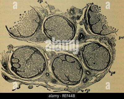 . Eine compend der menschlichen Physiologie; speziell für den Einsatz von medizinischen Studenten angepasst. Physiologie. 74 menschliche Physiologie. die Fasern der zugehörigen Organe und Regionen des Körpers verteilt. Von ihrem Ursprung zu ihrer Kündigung, aber Nerv-Fasern behalten ihre Individualität, und nie gemischt mit angrenzenden Fasern geworden. Wie Nerven aus ihren Ursprung zu peripheren Anschlüsse, Sie geben eine Reihe von Zweigen, die jeweils mit einer Ummantelung lamellated investiert wird - ein ableger von, dass Investitionen der übergeordneten Leitung. Diese Teilung der Nervenzellen Bundles und Mantel weiterhin t Stockfoto