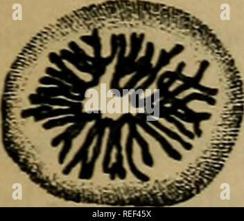 . Eine compend der menschlichen Physiologie; speziell für den Einsatz von medizinischen Studenten angepasst. Physiologie. . Bitte beachten Sie, dass diese Bilder sind von der gescannten Seite Bilder, die digital für die Lesbarkeit verbessert haben mögen - Färbung und Aussehen dieser Abbildungen können nicht perfekt dem Original ähneln. extrahiert. Brubaker, Albert S. (Albert Philson), 1852-1943. Philadelphia, Blakiston Stockfoto