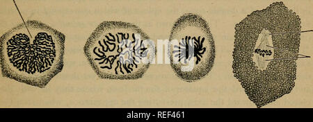. Eine compend der menschlichen Physiologie; speziell für den Einsatz von medizinischen Studenten angepasst. Physiologie. THYSIOLOGY DER ZELLE. 37 Die Ehemaligen der Nukleus wird eingeengt und teilt ohne besondere Gruppierung der nuklearen Elementen. Es ist wahrscheinlich, dass dies nur in zerfallenden Zellen, und nie in einer physiologischen Multiplikation auftritt. In der Divi-sion von karyokinesis (Abb. 3) Es gibt eine progressive umgestalten und eindeutige Gruppierung der Kern, das Ergebnis der sich ändert, ist die Aufteilung der zentrosom, das Chromatin, und der Rest der Kern in zwei gleiche Teile, welche Form der nuc Stockfoto