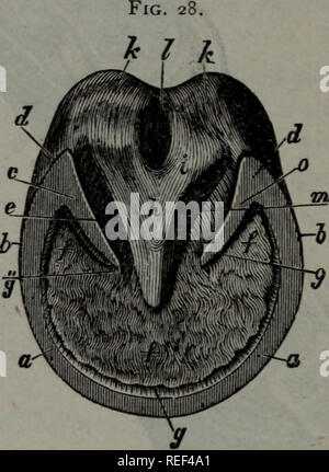 . Eine compend der pferdeartigen Anatomie und Physiologie. Pferde. 7 o EQUINE ANATOMIE die pyramidenförmige Körper geformt auf der Frosch mit der Spitze nach vorn und zwei divergierende Arme hinter. Seine Basis endet in zwei Glühlampen. Der Gipfel ist auf die plantare Oberfläche des Os pedis befestigt. Die seitlichen Grenzen sind die Knorpel befestigt. Ihre Struktur ist von faserigen, elastisch und Fettgewebe, mit Gefäßen und Nerven. Die Keratogenous Membran umschließt die gesamte pre-Zedenten Strukturen, die sich durch den Huf eingeschlossen. Es besteht aus der koronaren Kissen, samtig und laminal Gewebe.. PLANTAR ODER GESCHLIFFENE OBERFLÄCHE O Stockfoto