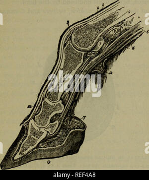 . Eine compend der pferdeartigen Anatomie und Physiologie. Pferde. Viszerale Anatomie. 169 anterioren lateralen Ligament, hinter der Basilarmembran und retrossal Prozesse und plantar Kissen; sie sind dünn, mit einer Kerbe hinter für Schiffe, Dick unten, konkav intern, mit vaskulären Steingrab, und konvex nach Außen, auch mit steingrab für Schiffe. Sie bestehen aus faserig und Knorpeligen Gewebe. Abb. 27.. Longitudinale MEDIANSCHNITT DES FUSSES. Ich, Anterior extensor Der phalangen oder extensor Pedis; 2, Seitliche extensor oder extensor suffraginis; 3 in einer Kapsel aus metacarpo-phalangeal Artikulation; 4, La Stockfoto