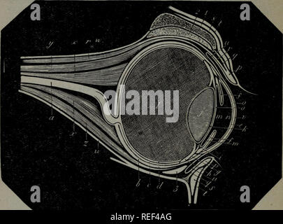 . Eine compend der pferdeartigen Anatomie und Physiologie. Pferde. 164 EQUINE Anatomie. 4. Zwischenschicht. 5. Innere granularer Ebene. Abb. 26.. Theoretischen TEIL DES PFERDES S AUGE. Ein, Optik *nerv; b, SKLEROTISCHE; c, Aderhaut; d, Retina; e, Hornhaut; ft Blende; gt h, Ciliary Kreis (oder LIGAMENT) und Prozessen durch die Aderhaut gegeben, obwohl dargestellt als es isoliert, um ihre Grenzen deutlicher zu zeigen; ich Einsetzen der ciliary Prozesse auf die Linse; j, Linse; k, kristalline Kapsel;/, Glaskörper; meine n% anterioren und posterioren Kammern;<?, Theoretische in Stockfoto
