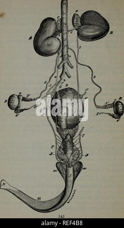 . Eine compend der pferdeartigen Anatomie und Physiologie. Pferde. Abb. 24.. Bitte beachten Sie, dass diese Bilder sind von der gescannten Seite Bilder, die digital für die Lesbarkeit verbessert haben mögen - Färbung und Aussehen dieser Abbildungen können nicht perfekt dem Original ähneln. extrahiert. Ballou, William R. (William Rice), 1864-1893. Philadelphia, S. Blakiston, Sohn &Amp; Co. Stockfoto