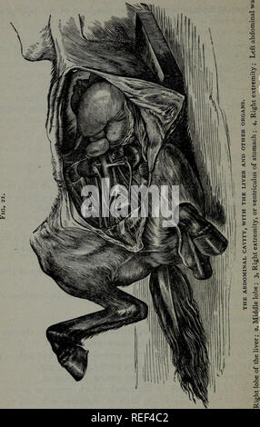 . Eine compend der pferdeartigen Anatomie und Physiologie. Pferde. i3o EQUINE ANATOMIE,. Bitte beachten Sie, dass diese Bilder sind von der gescannten Seite Bilder, die digital für die Lesbarkeit verbessert haben mögen - Färbung und Aussehen dieser Abbildungen können nicht perfekt dem Original ähneln. extrahiert. Ballou, William R. (William Rice), 1864-1893. Philadelphia, S. Blakiston, Sohn &Amp; Co. Stockfoto