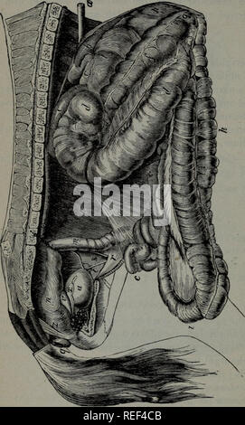 . Eine compend der pferdeartigen Anatomie und Physiologie. Pferde. 126 EQUINE ANATOMIE.. Bitte beachten Sie, dass diese Bilder sind von der gescannten Seite Bilder, die digital für die Lesbarkeit verbessert haben mögen - Färbung und Aussehen dieser Abbildungen können nicht perfekt dem Original ähneln. extrahiert. Ballou, William R. (William Rice), 1864-1893. Philadelphia, S. Blakiston, Sohn &Amp; Co. Stockfoto