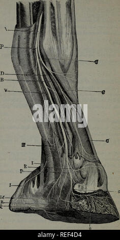 . Eine compend der pferdeartigen Anatomie und Physiologie. Pferde. u6 EQUINE ANATOMIE. Abb. 17.. Bitte beachten Sie, dass diese Bilder sind von der gescannten Seite Bilder, die digital für die Lesbarkeit verbessert haben mögen - Färbung und Aussehen dieser Abbildungen können nicht perfekt dem Original ähneln. extrahiert. Ballou, William R. (William Rice), 1864-1893. Philadelphia, S. Blakiston, Sohn &Amp; Co. Stockfoto