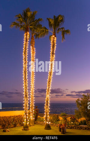 Madeira Funchal Madeira Bäume mit Weihnachtsbeleuchtung geschmückt hohe Palmen in Lichtern im weihnachtsfunchal Madeira Portugal EU Europa Stockfoto