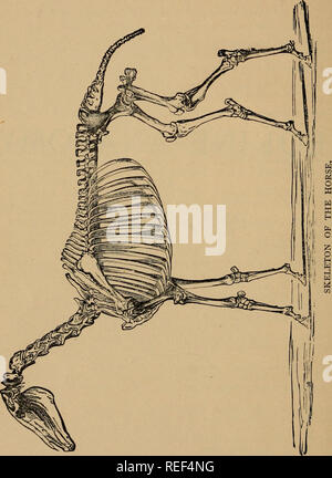 . Eine compend der pferdeartigen Anatomie und Physiologie. Pferde, Pferde - - Anatomie. . Bitte beachten Sie, dass diese Bilder sind von der gescannten Seite Bilder, die digital für die Lesbarkeit verbessert haben mögen - Färbung und Aussehen dieser Abbildungen können nicht perfekt dem Original ähneln. extrahiert. Ballou, William R. (William Rice). Philadelphia: s. Blakiston, Sohn &Amp; Co. Stockfoto