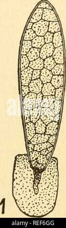 . Vergleichende Morphologie der Pilze. Pilze. 390 VERGLEICHENDE MORPHOLOGIE VON PILZEN gegen diese Interpretation zwei Einwände erhoben werden kann, eine auf der Grundlage der Thaxteriola und Endosporella, und dann auf der Grundlage der Stigmatomyces Sarcophagae. Und thaxteriola Endosporella (Abb. 262, 2 bis 4) sind zwei entomogenous unvollkommenen Gattungen, die oberflächlich die männlichen Pflanzen der Laboulbeniales ähneln und zweifellos kann auch als solche betrachtet werden. Wenn die Sporen von Ihnen gebildet werden spermatia, muss man davon ausgehen, dass diese in einigen mystischen Art und Weise eine ferne, noch unbekannte weibliche Pflanze erreichen. Es ist mehr vernünftig zu reg Stockfoto