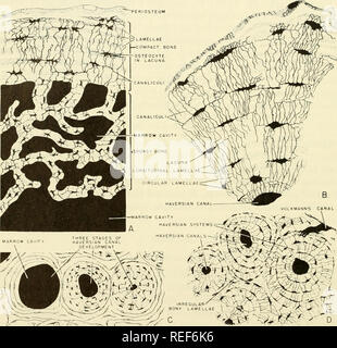 . Vergleichende embryologie der Wirbeltiere; mit 2057 Zeichnungen und Fotos. Als 380 Illus gruppiert. Wirbeltiere - Embryologie; Vergleichende Embryologie. Abb. 314. Arten und die Entwicklung der Knochen. (A) Kompakt und Spongiosa (schwammig) Knochen. (B) Darstellung der Struktur der kompakte Knochen. (Gezeichnet und leicht Modi-fied von maximow und Bloom, 1942, ein Lehrbuch der Histoloi-y, Philadelphia, Saunders.) (C) Stufen in der Umwandlung von Mark Kanal oder Platz für spongiöser Knochen in eine Haversian System durch Ablagerung von konzentrischen Schichten der knöchernen Lamellen. (D) Haversian Systeme der kompakte Knochen aus dünnem, Boden Abschnitt. Stockfoto