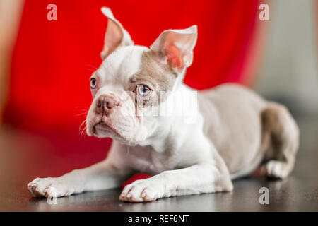 In der Nähe von Boston Terrier Welpen portrait liegen auf einem schwarz glänzenden Fußboden mit einem roten Vorhang Hintergrund. Auf der Suche auf der Seite Stockfoto