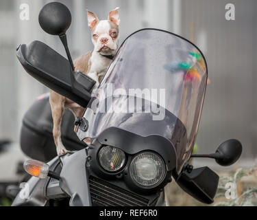 Titel Nahaufnahme von einem Boston Terrier Welpen sitzen auf einem Motorrad in die Kamera schaut Stockfoto