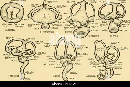 . Vergleichende Anatomie. Anatomie, Vergleichende. Die SINNESORGANE 597 der Hohlraum der otic Kapsel in Amphibien wird geschlossen und unabhängig von der des Schädels. In der Nähe der lagena, ein weiterer Auswuchs des sacculus, der Arteria Papille, wird gebildet. Aus dieser und der lagena, entsteht der Cochlea der höheren Wirbeltiere. Um die statische Funktion, das Ohr der Amphibia fügt jetzt eine Zuhörerschaft. (Abb. 494) Der Verlust von kiemen in Land amphibia ist mit wichtigen Änderungen in der viszeralen Bögen verbunden sind. Die hyomandibular Knorpel hört auf, ein sus-pensory Apparat des Kiefers, und schlüpft in die Stockfoto