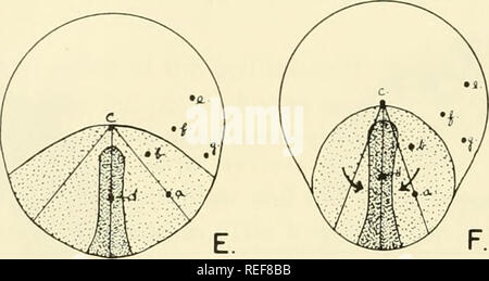 . Vergleichende embryologie der Wirbeltiere; mit 2057 Zeichnungen und Fotos. Als 380 Illus gruppiert. Wirbeltiere - Embryologie; Vergleichende Embryologie. . Bitte beachten Sie, dass diese Bilder sind von der gescannten Seite Bilder, die digital für die Lesbarkeit verbessert haben mögen - Färbung und Aussehen dieser Abbildungen können nicht perfekt dem Original ähneln. extrahiert. Nelsen, Olin E. (Olin Everett), b. 1898. New York, Blakiston Stockfoto