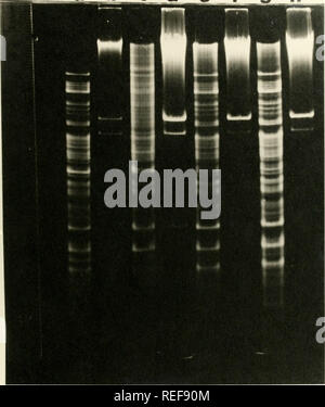 . Vergleich der mitochondrialen Proteine aus verschiedenen cytoplasms von Mais durch Gelelektrophorese. Mais; Mais; Mitochondrien; Hybrid Mais. -49-b c d e f9h. Bitte beachten Sie, dass diese Bilder sind von der gescannten Seite Bilder, die digital für die Lesbarkeit verbessert haben mögen - Färbung und Aussehen dieser Abbildungen können nicht perfekt dem Original ähneln. extrahiert. Thornbury, David Walter. Stockfoto