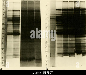 . Vergleich der mitochondrialen Proteine aus verschiedenen cytoplasms von Mais durch Gelelektrophorese. Mais; Mais; Mitochondrien; Hybrid Mais. -46-a b c d e a b c d e f. Bitte beachten Sie, dass diese Bilder sind von der gescannten Seite Bilder, die digital für die Lesbarkeit verbessert haben mögen - Färbung und Aussehen dieser Abbildungen können nicht perfekt dem Original ähneln. extrahiert. Thornbury, David Walter. Stockfoto