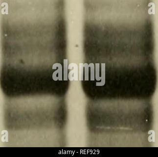 . Vergleich der mitochondrialen Proteine aus verschiedenen cytoplasms von Mais durch Gelelektrophorese. Mais; Mais; Mitochondrien; Hybrid Mais. -30-a b c a b c j. M! - Ich*""* B Bitte beachten Sie, dass diese Bilder sind von der gescannten Seite Bilder, die digital für die Lesbarkeit verbessert haben mögen - Färbung und Aussehen dieser Abbildungen können nicht perfekt dem Original ähneln. extrahiert. Thornbury, David Walter. Stockfoto
