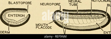 . Vergleichende Anatomie. Anatomie, Vergleichende. 298 vergleichende Anatomie VIZ., der blastoporus (urmund), des Neuroporus (anneUdan Mund), und schließlich die endgültige Mund." Nach dieser Auffassung, das Neuralrohr war früher ein Teil des Verdauungssystems, und seiner embryonalen externe Öffnung, die neuroporus, einmal funktioniert wie ein Mund. Für einen Teil der Verdauungssystem Nervensystem in Funktion zu werden ist in der Tat ein sur-BLASTOPORUS. ENDODERM A. Gastrula-stadium GILL BEUTEL B. AMPHIOXUS EMBRYO Chorda dorsalis BLASTOPORUS ENTERON PINALCORD MOUTI NEUROPORUS^^^ HOPj,. Bitte beachten Sie, dass diese Bilder extrac sind Stockfoto