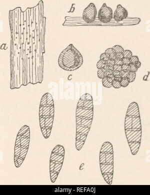 . Dr. L. Rabenhorst der Kryptogamen-Flora von Deutschland, Oesterreich und der Schweiz. Kryptogamen-- Deutschland; Kryptogamen - Österreich; Kryptogamen-- Schweiz. Camarosporium 213 Moru 8 geschnürt, russfarbig; Sporenträger stäbchenförmig, schnell mit deo Sporen gleichlang, gegliedert, hyalin. Eine Zweigen von Lycium Barbarum in Ungarn. ZtforiM 3643. C. Mori Sacc, Syll. Iii s. 404: Pungi ital. t. L4 £ Syn. Hendersonia Mori Sacc, Mich I. S.208. Exs. Kabenh., Pilze europaei Nr. 939. Fruchtgehäuse hervorbrechend, Herdenweise oder gehäuft, fast kugelig, mit sonthofen Mündungspapille, Top schwarz, 70D Klammer - Stockfoto