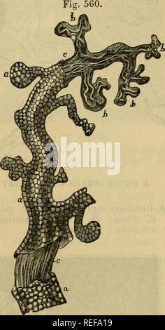 . Die vergleichende Anatomie der domestizierten Tiere. Veterinär Anatomie. T-STÜCK FCETUS. 1025 6. Die Nabelschnur Coed (Abbn. 556, 557). Die Schnur ist durch die Schiffe, die in der Fötus, das Blut zu den Umschlägen caiTj gebildet, und vor allem in der Plazenta. Es ist in zwei Teile - eine fruchtwasser, der längste, der immer auf sich selbst wie eine Kordel geflochten unterteilt, und extern durch die Eihaut, die auf seiner Oberfläche verlängert wird, mit der Haut rund um den Bauchnabel fortgesetzt werden; der andere - die Allantoid teil (Abb. 557, B) - viel kürzer und weniger verdreht, wird durch die Ummantelung, die weiterhin umhüllt Stockfoto