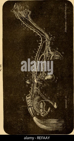 . Die vergleichende Anatomie der domestizierten Tiere. Pferde; Veterinär Anatomie. 888 T-STÜCK NEIirES. eine 3-. Bitte beachten Sie, dass diese Bilder sind von der gescannten Seite Bilder, die digital für die Lesbarkeit verbessert haben mögen - Färbung und Aussehen dieser Abbildungen können nicht perfekt dem Original ähneln. extrahiert. Chauveau, A. (Auguste), 1827-1917; Arloing, S. (Saturnin), 1846-1911; Fleming, George, 1833-1901. New York: Appleton Stockfoto