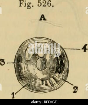 . Die vergleichende Anatomie der domestizierten Tiere. Veterinär Anatomie. 978 GENERATIVE AFPABATUS.. Bitte beachten Sie, dass diese Bilder sind von der gescannten Seite Bilder, die digital für die Lesbarkeit verbessert haben mögen - Färbung und Aussehen dieser Abbildungen können nicht perfekt dem Original ähneln. extrahiert. Chauveau, A. (Auguste), 1827-1917; Arloing, S. (Saturnin), 1846-1911; Fleming, George, 1833-1901. New York, D. Appleton Stockfoto