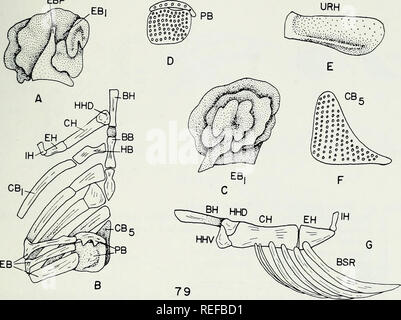 . Die vergleichende Osteologie und Phylogenie der Anabantoidei (Teleostei, Fische). Labyrinthici; Knochen; Fische. EBP. Bitte beachten Sie, dass diese Bilder sind von der gescannten Seite Bilder, die digital für die Lesbarkeit verbessert haben mögen - Färbung und Aussehen dieser Abbildungen können nicht perfekt dem Original ähneln. extrahiert. Liem, Karel F. Urbana, Universität von Illinois drücken Sie Stockfoto