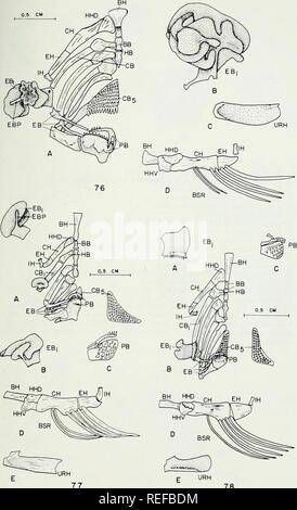 . Die vergleichende Osteologie und Phylogenie der Anabantoidei (Teleostei, Fische). Labyrinthici; Knochen; Fische. BH HHD. Bitte beachten Sie, dass diese Bilder sind von der gescannten Seite Bilder, die digital für die Lesbarkeit verbessert haben mögen - Färbung und Aussehen dieser Abbildungen können nicht perfekt dem Original ähneln. extrahiert. Liem, Karel F. Urbana, Universität von Illinois drücken Sie Stockfoto