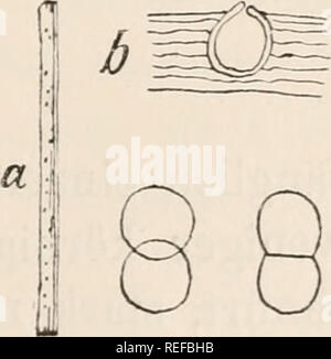 . Dr. L. Rabenhorst der Kryptogamen-Flora von Deutschland, Oesterreich und der Schweiz. Kryptogamen-- Deutschland; Kryptogamen - Österreich; Kryptogamen-- Schweiz. Diploäia 107 Besalu Betula 3162. D. Bctulae Westen, nicht. 5, S. 16. im Kickx, Flor, Krypta. Flandr. I S. 394. Sacc, Syll. Iii s. 355. Fruchtgehäuse schwarz, einzeln oder gehäuft, anfänglich ein-gesenkt, endlich schnell frei; Sporen eiförmig, zweizeilig, braun. Eine Stämmen von Betula Alba bei Sendung nächst München (Schnabl), von Betula nigra in Belgien. Bignonia 3163. B. Catalpae Speg., Mich I. S. 486. Sacc, Syll.III.s. 347. Fruchtgehäuse unt Stockfoto