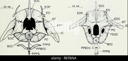 . Die vergleichende Osteologie und Phylogenie der Anabantoidei (Teleostei, Fische). Labyrinthici; Knochen; Fische. SOC. 56 57 109. Bitte beachten Sie, dass diese Bilder sind von der gescannten Seite Bilder, die digital für die Lesbarkeit verbessert haben mögen - Färbung und Aussehen dieser Abbildungen können nicht perfekt dem Original ähneln. extrahiert. Liem, Karel F. Urbana, Universität von Illinois drücken Sie Stockfoto
