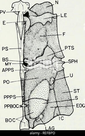 . Die vergleichende Osteologie und Phylogenie der Anabantoidei (Teleostei, Fische). Labyrinthici; Knochen; Fische. 50 107. Bitte beachten Sie, dass diese Bilder sind von der gescannten Seite Bilder, die digital für die Lesbarkeit verbessert haben mögen - Färbung und Aussehen dieser Abbildungen können nicht perfekt dem Original ähneln. extrahiert. Liem, Karel F. Urbana, Universität von Illinois drücken Sie Stockfoto