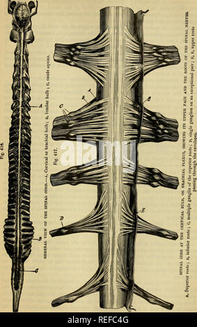 . Die vergleichende Anatomie der domestizierten Tiere. Veterinär Anatomie. T-STÜCK DES RÜCKENMARKS. 7 M. Bitte beachten Sie, dass diese Bilder sind von der gescannten Seite Bilder, die digital für die Lesbarkeit verbessert haben mögen - Färbung und Aussehen dieser Abbildungen können nicht perfekt dem Original ähneln. extrahiert. Chauveau, A. (Auguste), 1827-1917; Arloing, S. (Saturnin), 1846-1911; Fleming, George, 1833-1901. New York, D. Appleton Stockfoto