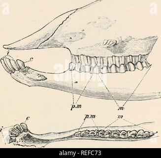 . Vergleichende Anatomie der Wirbeltiere. Anatomie, Vergleichende; Wirbeltiere. Zähne 321 den Hund, der Raum zwischen ihnen bestehenden oft aufgefordert werden, das diastcma, und dann die Backenzähne kommen. Die primäre Anordnung der Zähne ist, dass ein Wechsel zwischen denen des Ober- und Unterkiefers: Damit die Zähne in einem Kiefer in der Regel nicht entsprechen, mit denen der anderen, aber mit dem inter-Räume zwischen ihnen. In einigen Fällen wird die Emaille - Orgel, mit seiner zahnmedizinischen Papilla, weiterhin alle Zähne, die dann weiter während des ganzen Lebens zu wachsen (z. B. Lepus); in anderen dies wahr ist Stockfoto