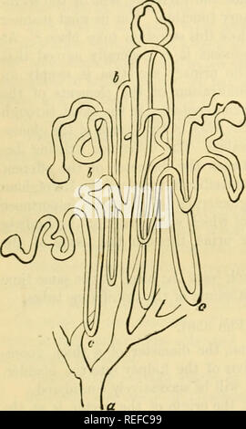 . Die vergleichende Anatomie der domestizierten Tiere. Pferde; Veterinär Anatomie. Die URINAUSSCHEIDENDE APPARAT. 573 Substanzen, und unter denen der kortikalen verteilt sind einige regelmäßig entsorgt, die nachweisen, auf jeder Seite, die glomerule Verzweigungen; diese sind die afferpnt Schiffe oder Maljdf/hian glomeruhs (oder Grasbüschel. - &Lt;) •, die Anderen bilden eine polyedrische Plexus rund um die faltigen Rohre und corjiora Malpighiana. Die Efferenten I" der Gemeinschaft der renalen glomerules geben Sie diese Plexus. Die arterielle Äste der Medulläre Substanz Abstieg zwischen und parallel mit der geraden Rohren (in Form der Stockfoto