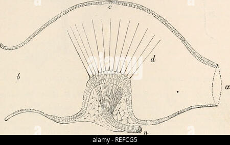 . Vergleichende Anatomie der Wirbeltiere. Anatomie, Vergleichende; Wirbeltiere. Auditive ORGAN 293 der sensorischen Platte oder makula Acustica, die ursprünglich sind ununterbrochener, voneinander getrennt werden, und später von Teleosts sind als separate maculae acusticse gesehen. Eine Reihe von Regionen, die vom Besitz dieser sensorischen Epithel geprägt sind nicht mit dem Gehör: Die der Ampulle", zum Beispiel, und wahrscheinlich die in der Utriculus gelegen, sind auf als Organe der equilibrierung betrachtet werden, für die Orientierung des Einzelnen in der Raumfahrt im Dienste der Betroffenen. Die f Stockfoto