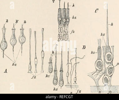 . Vergleichende Anatomie der Wirbeltiere. Anatomie, Vergleichende; Wirbeltiere. Auditive ORGAN 291 Das Ganze dieses komplizierten Apparat bildet die interne Ohr oder membranöse Labyrinth. Es wird sekundär durch mesodermic Gewebe, das auf den ersten gelatineartige und in engem Kontakt mit Es ist umgeben. Ein Prozess der Absorption erfolgt dann in den innersten Schichten des Mesoderms und damit einen Raum entwickelt, die genau die Form der Häutige Labyrinth wiederholt, wie auch das Mesoderm, die dieser Raum und die später umschließt. Fio. 212.-isolierte ELEMENTE DER HÄUTIGE LABYRINTH VON Stockfoto