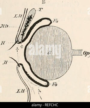 . Vergleichende Anatomie der Wirbeltiere. Anatomie, Vergleichende; Wirbeltiere. Fie. 210. - A. HARDERIAN STOPFBUCHSE (H, II 1) und LACRYMAL DRÜSE (Th) beliebigen uin fragilis. B, Augapfel; M, Muskel der Kiefer. Fio. 210.-B. Schematische senkrechten Schnitt durch den eyk ein SÄUGETIER. B, Augapfel, Fo, Fo, oberen und unteren Bindehautsack; H, H, Wimpern; LH, LII, äußere Haut der Augenlider, die an den freien Kanten des Letzteren, bei t, durchgehend mit der Bindehaut; Op, Sehnerv; T, den sogenannten tarsal fibro - Knorpel, in dem der Meibom-drüsen (MD) liegen eingebettet, die Letzteren öffnen bei* Stockfoto