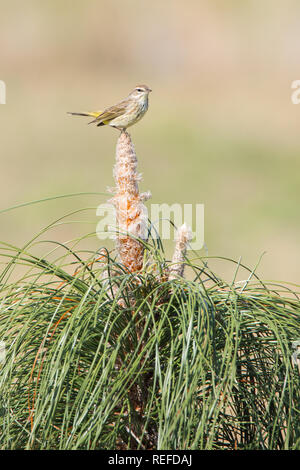 Ein Palm Warbler Sitzstangen auf einem Jungen kultiviert Longleaf Kiefer bei Brownie Wise Park in Osecola County, Florida. Longleaf Kiefer ist eine gefährdete Pflanze. Stockfoto