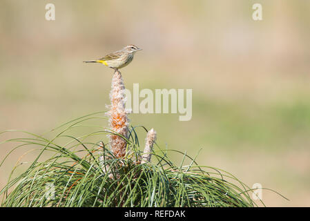 Ein Palm Warbler Sitzstangen auf einem Jungen kultiviert Longleaf Kiefer bei Brownie Wise Park in Osecola County, Florida. Longleaf Kiefer ist eine gefährdete Pflanze. Stockfoto