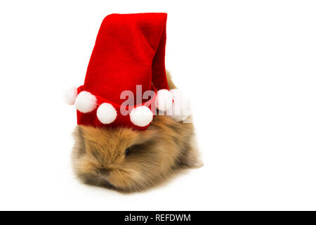 Kleine Kaninchen mit Mütze auf weißem Hintergrund. Stockfoto