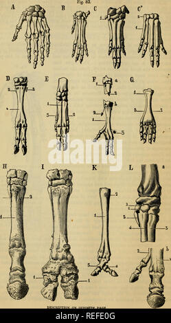 . Die vergleichende Anatomie der domestizierten Tiere. Veterinär Anatomie. 122 DIE KNOCHEN.. Beschreibung auf OPPOSITB SEITE.. Bitte beachten Sie, dass diese Bilder sind von der gescannten Seite Bilder, die digital für die Lesbarkeit verbessert haben mögen - Färbung und Aussehen dieser Abbildungen können nicht perfekt dem Original ähneln. extrahiert. Chauveau, A. (Auguste), 1827-1917; Arloing, S. (Saturnin), 1846-1911; Fleming, George, 1833-1901. New York, D. Appleton Stockfoto