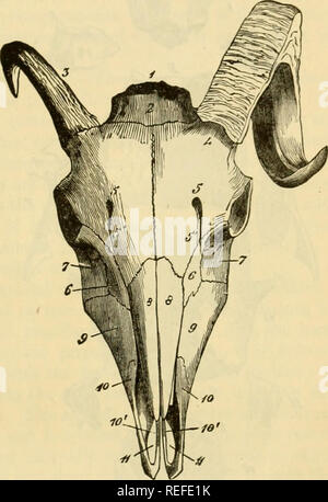 . Die vergleichende Anatomie der domestizierten Tiere. Pferde; Veterinär Anatomie. Hornlosen OCHSE." Ram's Head (anterior). 1, Hinterhauptsbein; 2, scheitelbein; 3, Kern der rechten frontalen Knochen; 4, links durch die Hupe abgedeckt; 5, siipra - oibit. ll Foramen; 5', Kanal in absteigender Reihenfolge von der It; 6, lachrymal Knochen; 7, malar Knochen; 8, nasalen Knochen; 9, supermaxillary Knochen; 10, prema. illary Knochen; 10', seine internen Verfahren; 11, prägnante öffnen - ing. jochbeinbogen Knochen, wie in der Ox (Abb. 37). Die supra-orbital Steingrab in gebeugter Kanäle, die auf der vorderen Fläche der Knochen öffnen umgewandelt, ne Stockfoto