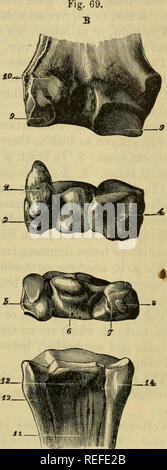 . Die vergleichende Anatomie der domestizierten Tiere. Veterinär Anatomie. CARPUS DES PFERDES (anterior). 1, Pisiform oder supercarpal Knochen (zuerst in der oberen Reihe); 2. die Keilschrift (zweite dito); 3, Lunar (dito); 4, karpalknochen (4. dito); 5, unciform (untere Reihe); 6, OS Magnum (2. dito); 7, trape-zoid (dito); 9, inf gelenkknorpel Gesicht des Radius; 10, Nut für die schrägen Streckmuskelsehne der meta-karpal; 11, Groove für den vorderen ex-Tensor Der mittelhand; 12, Nut für die anteriore extensor der Phalangen; 13, Superior Extremität der Lar Stockfoto
