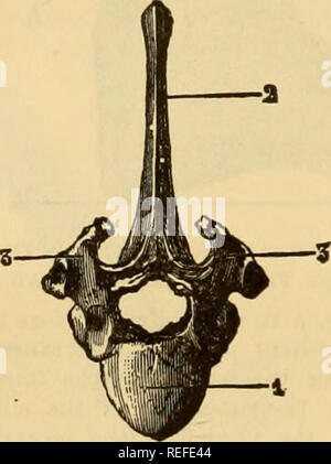 . Die vergleichende Anatomie der domestizierten Tiere. Pferde; Veterinär Anatomie. . Bitte beachten Sie, dass diese Bilder sind von der gescannten Seite Bilder, die digital für die Lesbarkeit verbessert haben mögen - Färbung und Aussehen dieser Abbildungen können nicht perfekt dem Original ähneln. extrahiert. Chauveau, A. (Auguste), 1827-1917; Arloing, S. (Saturnin), 1846-1911; Fleming, George, 1833-1901. New York: Appleton Stockfoto