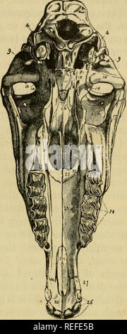 . Die vergleichende Anatomie der domestizierten Tiere. Veterinär Anatomie. Pferdekopf (anterior). 1, Okzipitalen tuberosity; 2, Herkunft der mastoid Crest; 3, parietale Knochen; 4, saggital Naht; 5, an der Parietalen und zeitliche Knochen; 6, Jochbeinbogen; 7, stirnbein; 8, frontale Naht; 9, zeitliche Fossa; 10, supra-orbital Foramen; 11,12, lachrymal Knochen; 13, malar Knochen; 14, nasale Rand Stirnbein; 15, nasalen Knochen; 16, naht der nasalen Knochen; 17, super-maxillaris Knochen; 18, infra-orbital Foramen; 19, anterior, oder pre-maxillaris Knochen; 20, foramen - incis cisivum; 21. Stockfoto