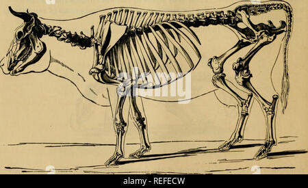 . Die vergleichende Anatomie der domestizierten Tiere. Veterinär Anatomie. SKELETON OP DAS PFERD. arm und Fuß. Den hinteren Gliedmaßen beinhalten auch die vier Regionen: der Hüfte bzw. Becken, die artikuliert mit dem hinteren Teil der Wirbelsäule und der Hüfte, Bein^ und hinteren Fuß. Abb. 6.. Skelett DER KUH. Bei Vögeln, die hinteren Gliedmaßen allein übernehmen die Funktion der Spalten der Unterstützung. Die Thorakalen Glieder, für den Flug gebildet, bilden die Flügel. Bitte beachten Sie, dass diese Bilder aus gescannten Seite Bilder, die digital für die Lesbarkeit verbessert haben mögen - Färbung und appearan extrahiert werden Stockfoto
