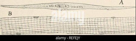 . Vergleichende Anatomie der Wirbeltiere. Anatomie, Vergleichende; Wirbeltiere - Anatomie. Die HISTOLOGIE. 21 Sue, die sich aus einer Änderung der mesothelium. Außer im Falle der Muskeln des Herzens, die gestreifte Gewebe ist unter der Kontrolle der; es tritt in der Regel in größeren Massen als nicht die glatte, und ist in der Lage schnelle Kontraktion. Es unterscheidet sich strukturell von der glatten Muskulatur. Anstelle von getrennten, uninucleate Zellen gibt es lange zylindrische Elemente (Abb. 13,B), die primitiven Fasern mit jeweils mehreren Kernen im Innern im unteren Wirbeltiere, an dessen Peripherie in den höheren. Mos Stockfoto